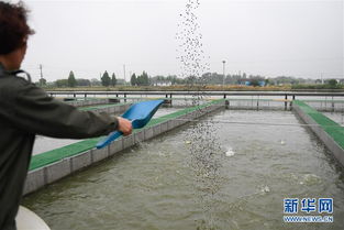 浙江湖州 跑道養魚新變革，畜牧漁業飼料銷售迎契機